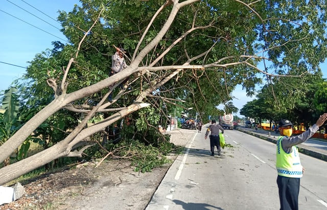 Dapatkan Informasi Pohon Tumbang, Polsek Losarang Segera Lakukan Evakuasi