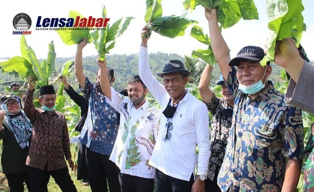 Bupati SUbang, Tembakau