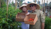 Dicky Saromi, Petani cabai, Kota Cimahi, Prestasi pertanian, Inisiatif pertanian